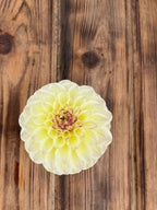A single pale yellow dahlia flower with a soft pinkish-purple center, photographed from above on a rustic brown wooden plank surface.