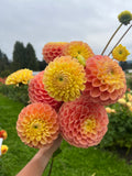 Oh Honey dahlia bloom