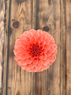 A single coral-pink dahlia flower head photographed from above on a rustic brown wooden plank surface.