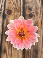 A single dahlia flower with pink, peach, and yellow petals arranged in a layered spiral, photographed from above on a rustic brown wooden plank surface.