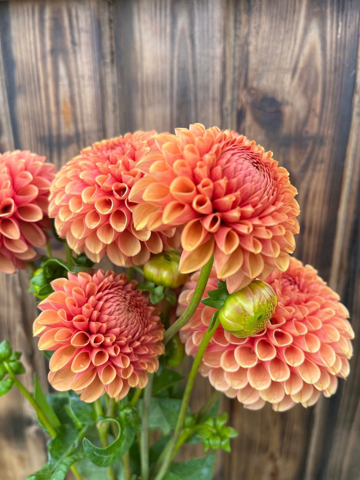 A close-up of several peach and coral dahlia flowers with green stems and leaves, set against a rustic dark wood plank background.
