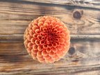 A single orange-pink dahlia flower head photographed from above on a rustic wooden surface.