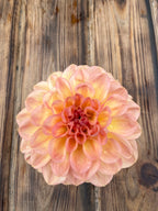 A single dahlia flower with layered peach, pink, and pale yellow petals, photographed from above on a rustic wooden surface.