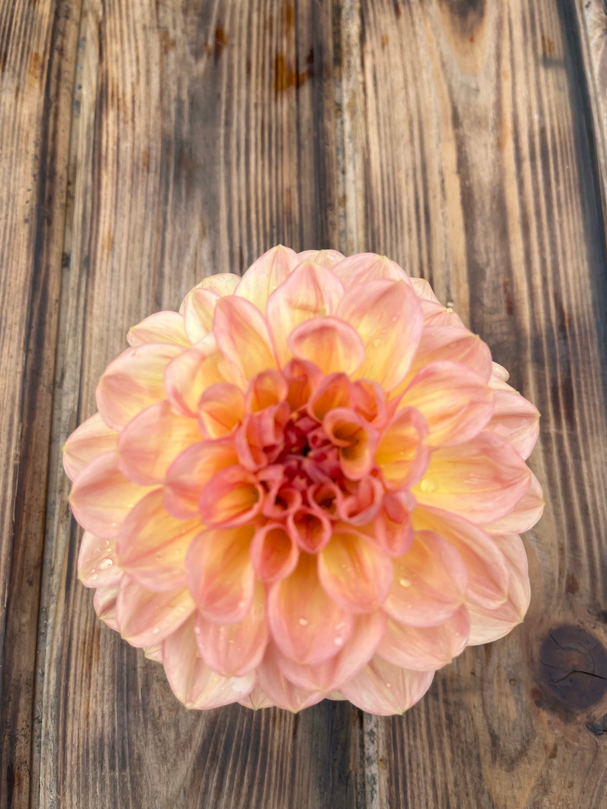 A single dahlia flower with layered peach, pink, and pale yellow petals, photographed from above on a rustic wooden surface.