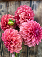 A bouquet of vibrant pink and red dahlia flowers with a small green bud, held in front of a rustic wooden plank background.
