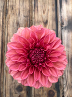 Orange globe dahlia