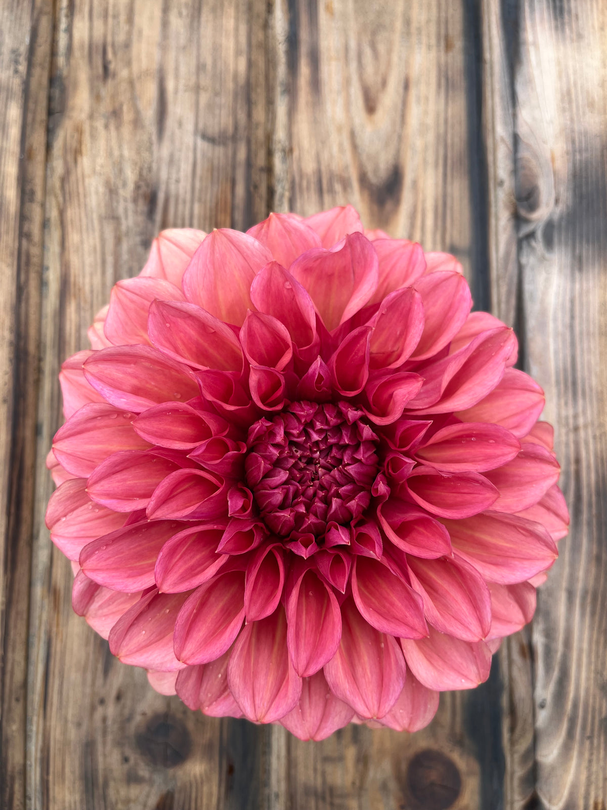 Orange globe dahlia