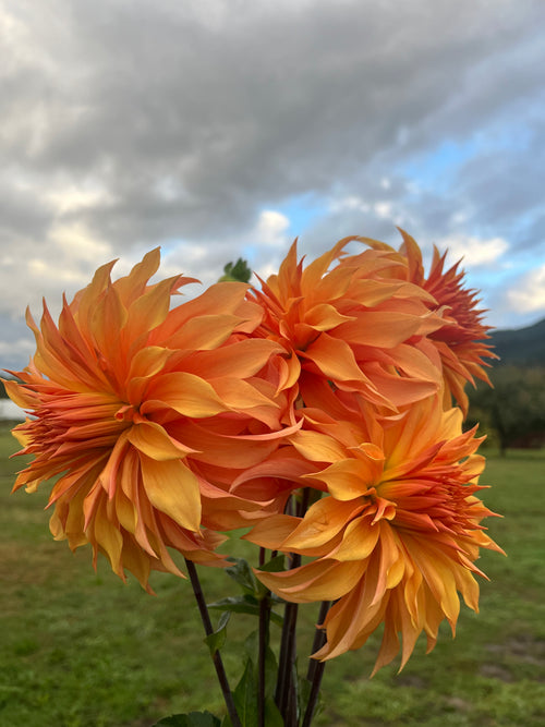 Bloomquist Snickerdoodle dahlia tuber