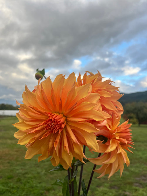 Bloomquist Snickerdoodle dahlia tuber