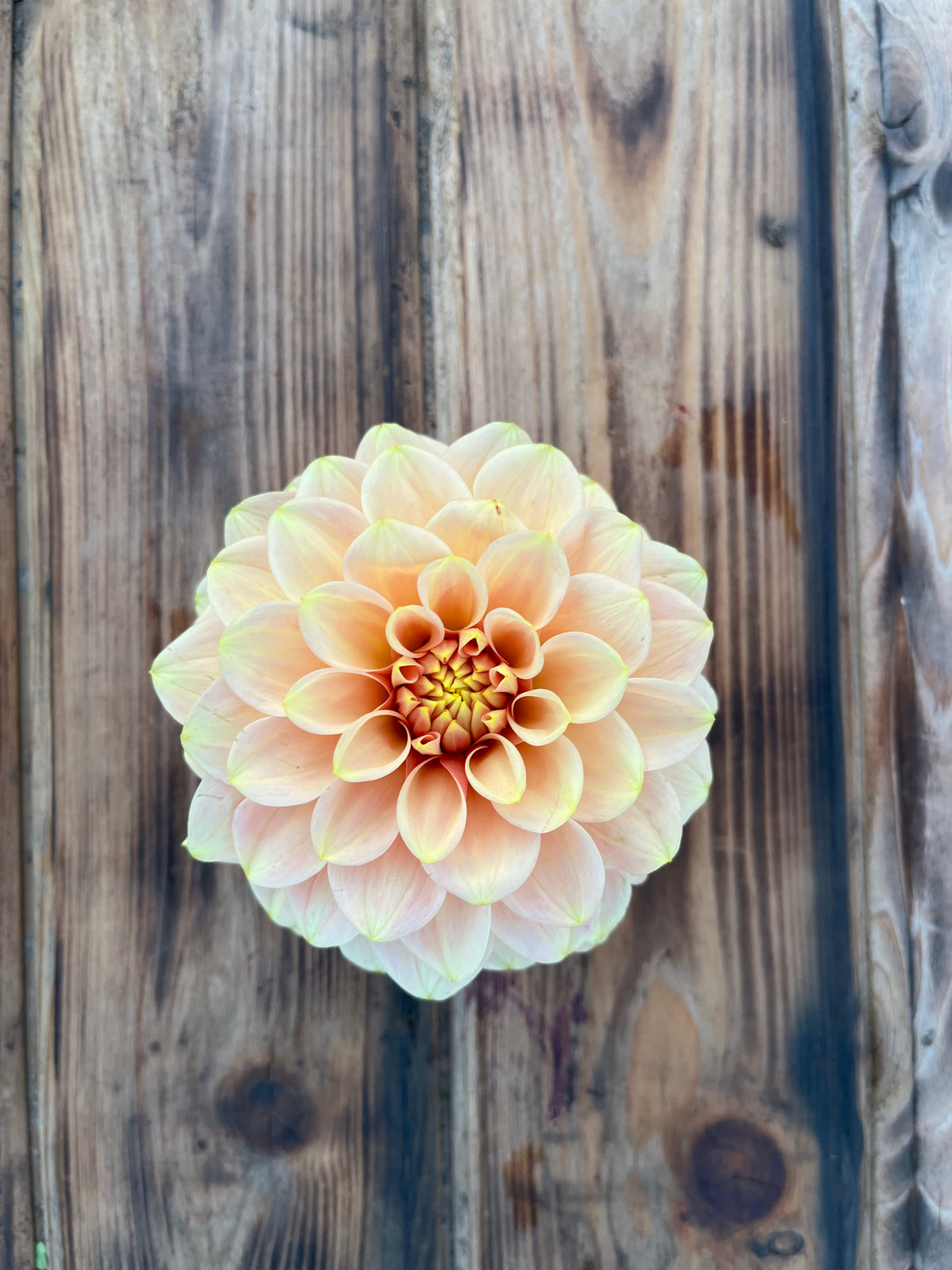 Levi's Creamsicle