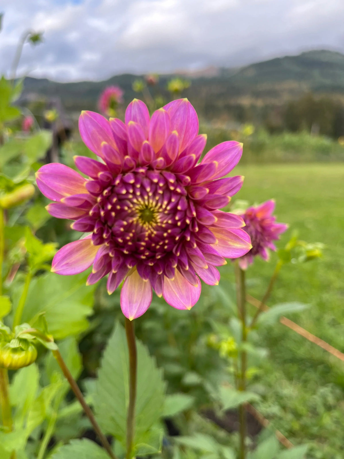 Skipley Spot of Gold dahlia bloom, alternate view