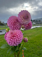 Skipley Spot of Gold dahlia tuber
