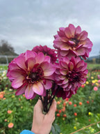 Senior's Hope dahlia tuber