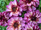 Senior's Hope dahlia bloom, alternate view