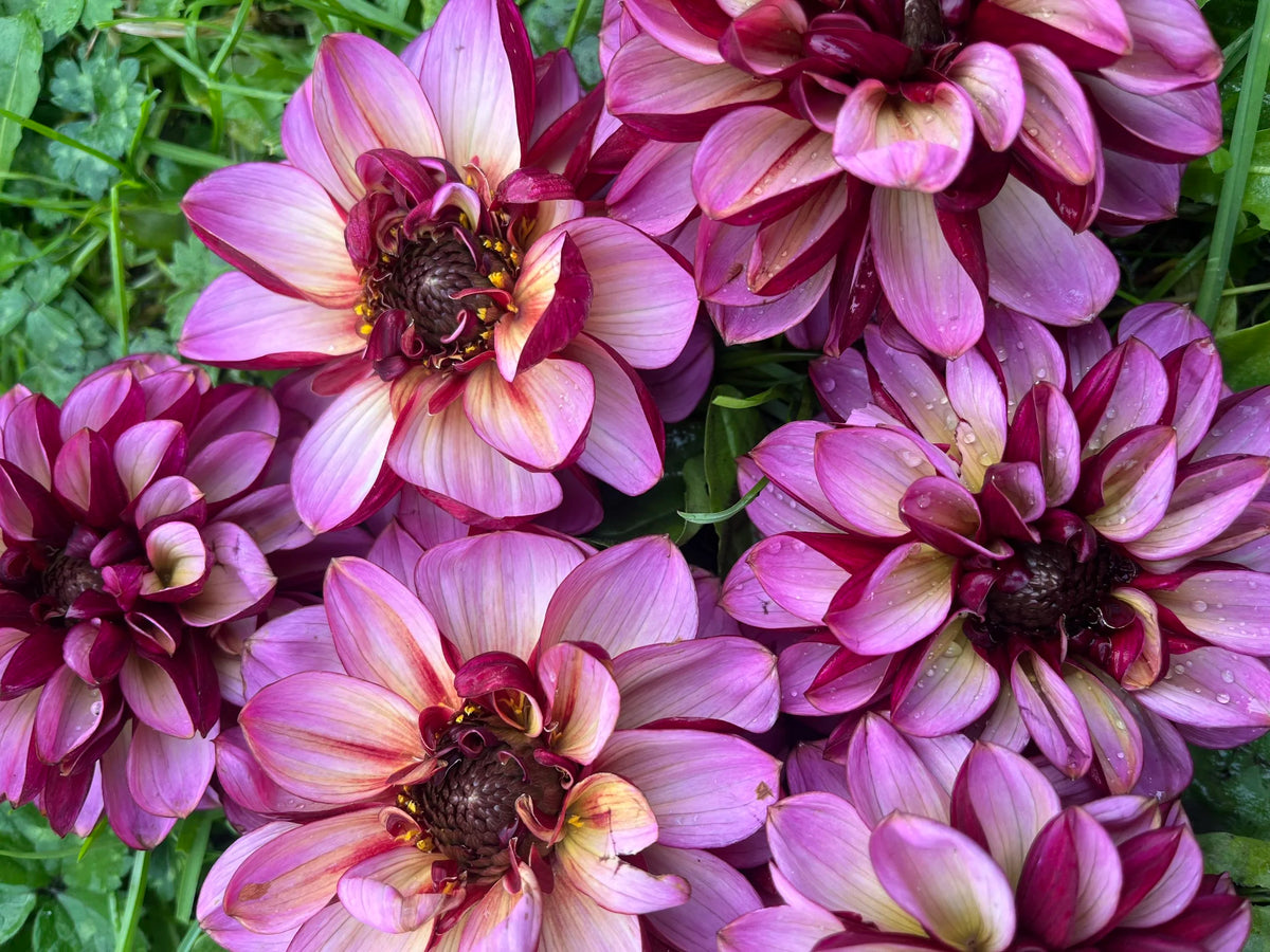 Senior's Hope dahlia bloom, alternate view