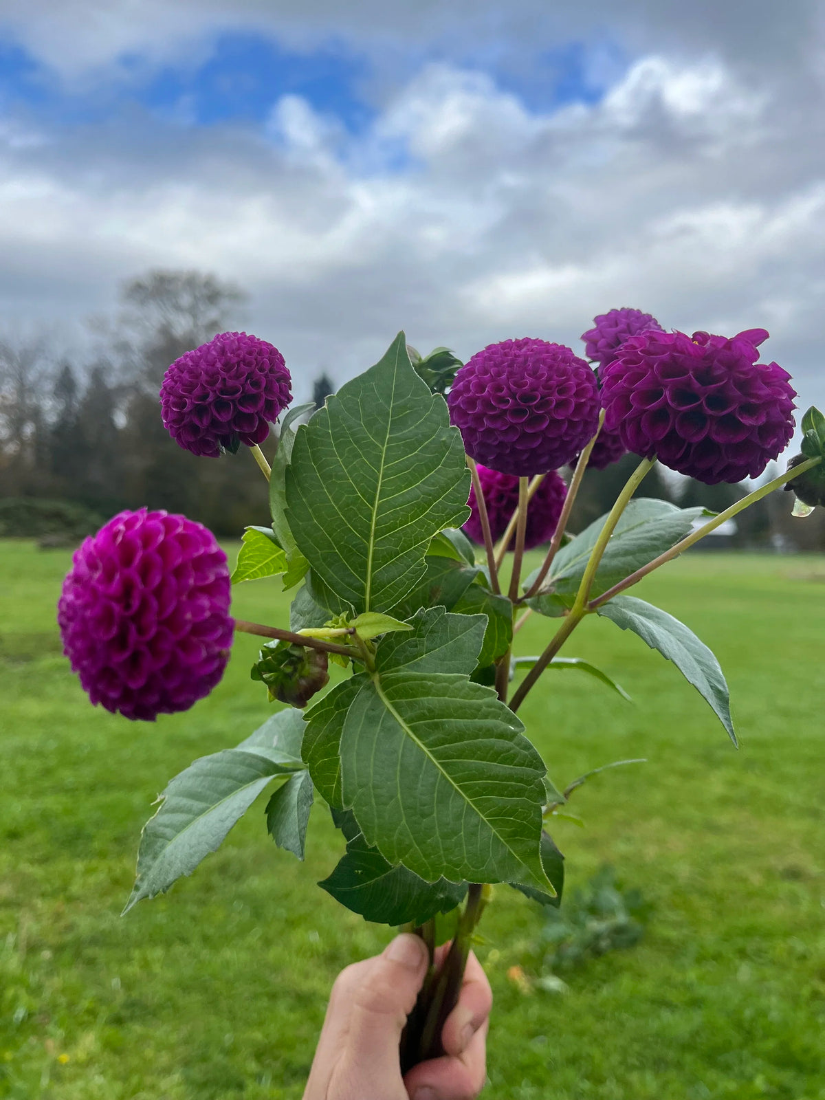 Rocco dahlia tuber