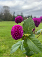 Rocco BULK (5) dahlia tuber