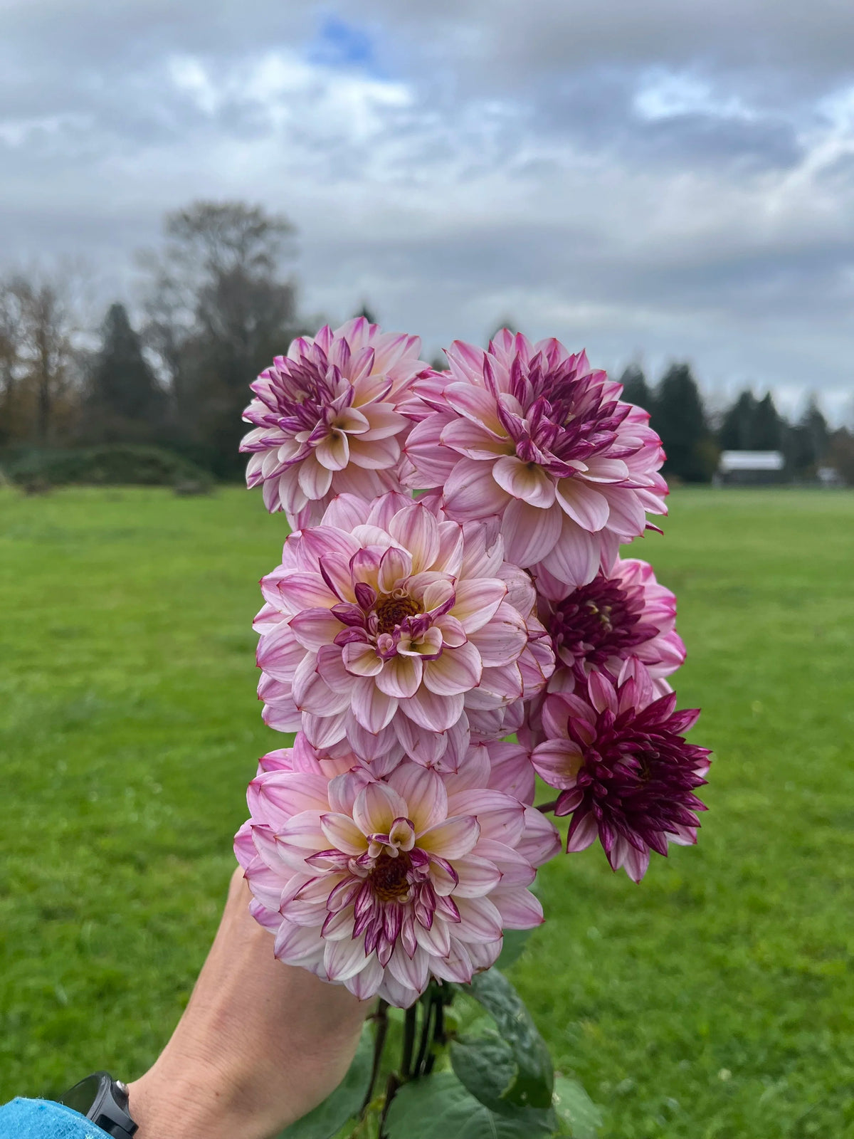 Muchacha dahlia tuber
