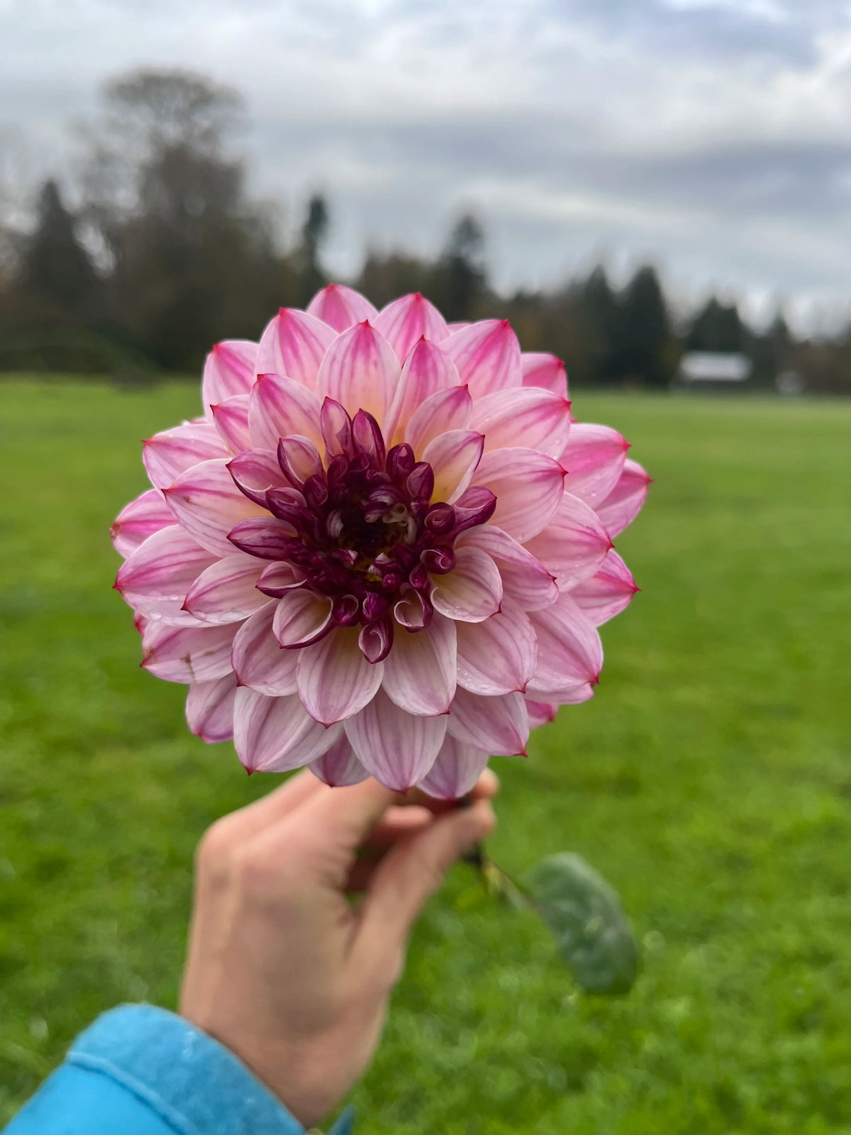 Muchacha dahlia bloom, alternate view