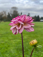 Muchacha dahlia flower, another view of the bloom