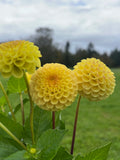 Buttercup BULK (5) dahlia tuber