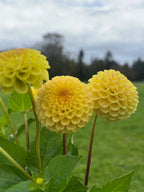 Buttercup BULK (5) dahlia tuber