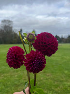 Natal dahlia tuber