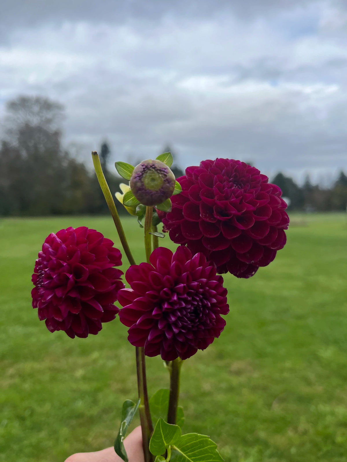 Natal dahlia tuber