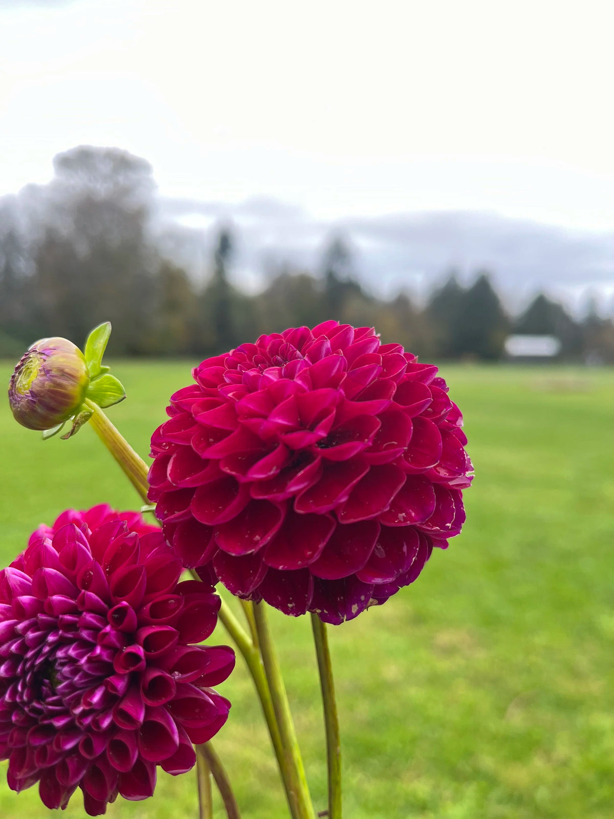 Natal dahlia bloom, alternate view