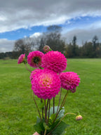 Fatima dahlia tuber