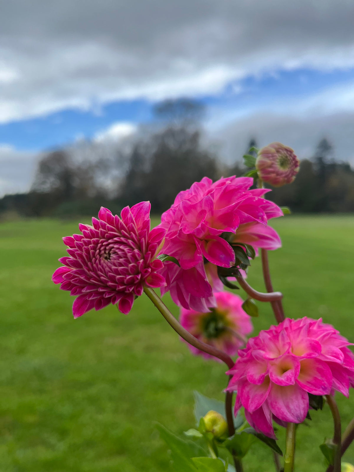 Fatima dahlia bloom, alternate view