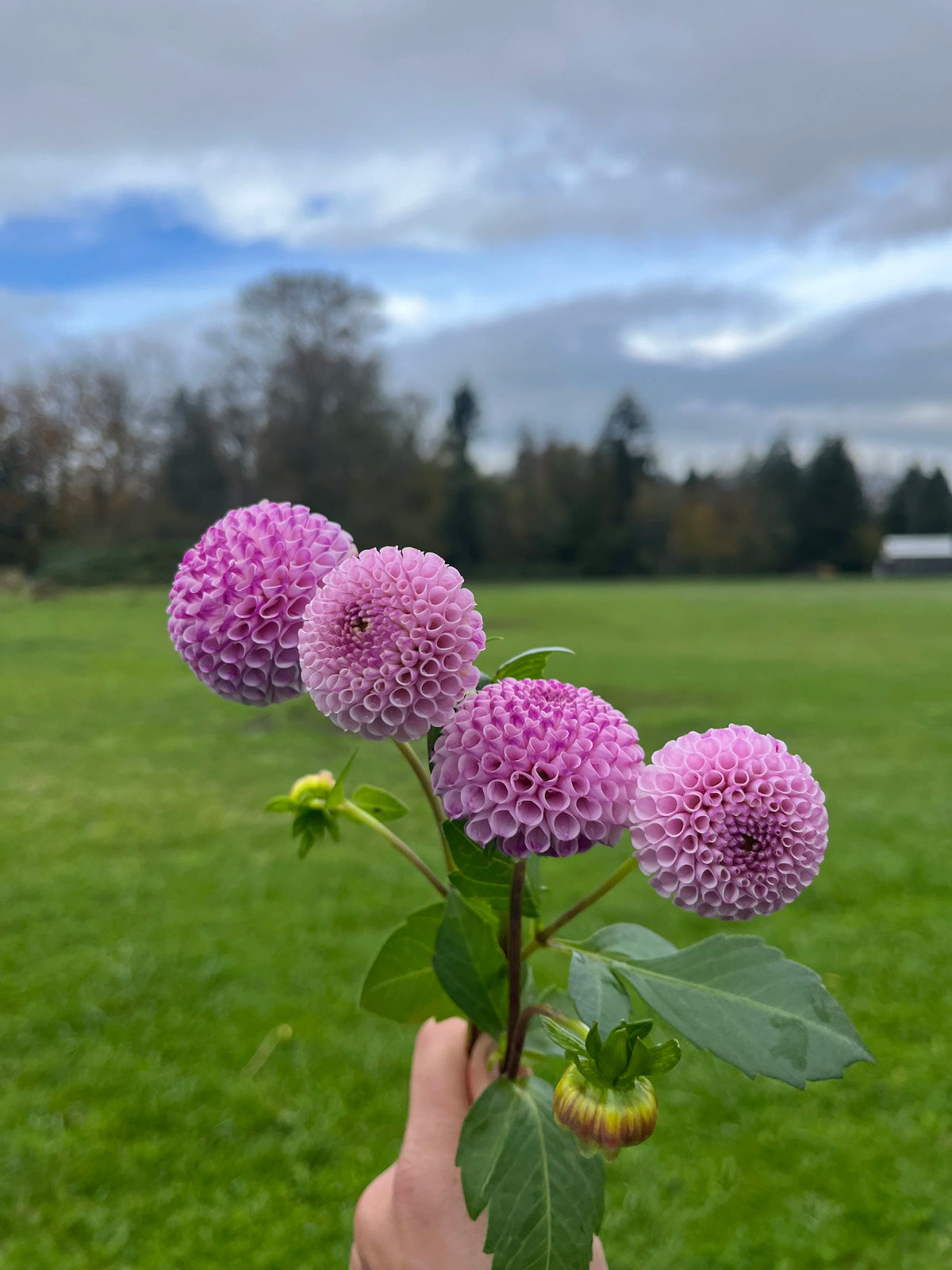 Frank Holmes dahlia tuber