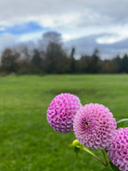 Frank Holmes dahlia bloom, alternate view