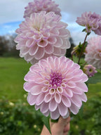 Last Dance dahlia bloom, additional photo