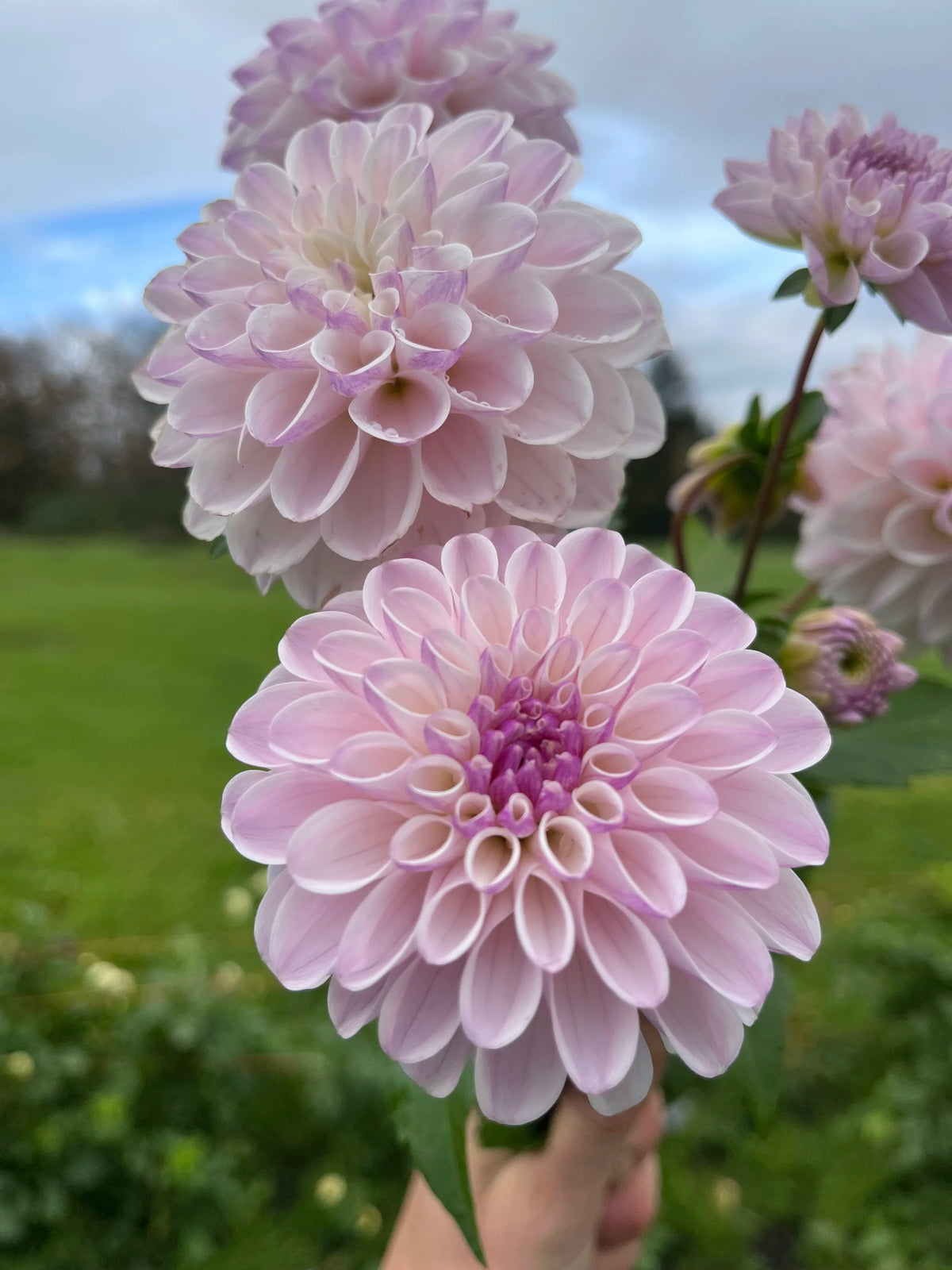 Last Dance dahlia bloom, additional photo