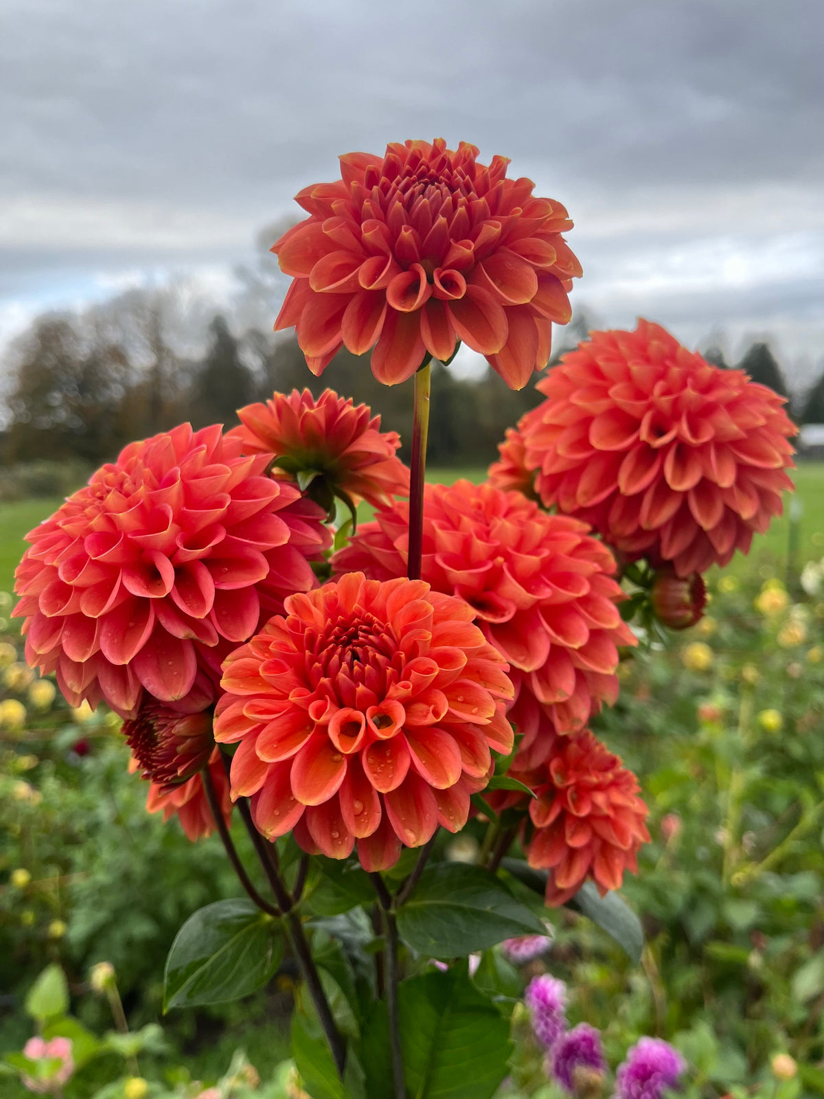 Zundert Mystery Fox dahlia tuber