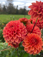 Zundert Mystery Fox dahlia bloom, alternate view