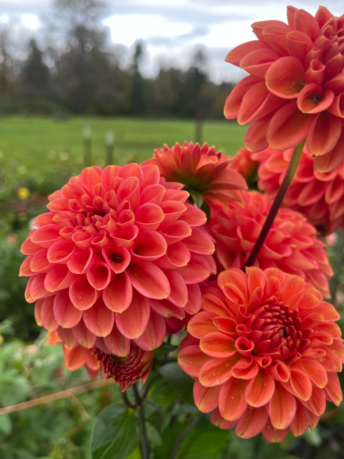 Zundert Mystery Fox dahlia bloom, alternate view