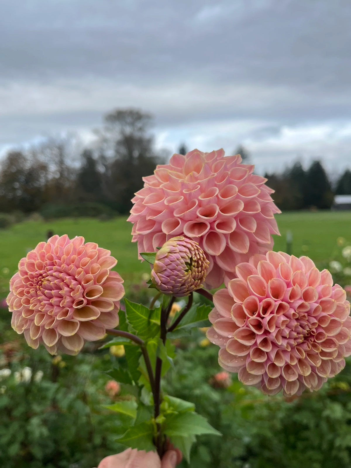 Bracken Rose dahlia bloom, alternate view