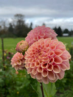 Bracken Rose dahlia tuber