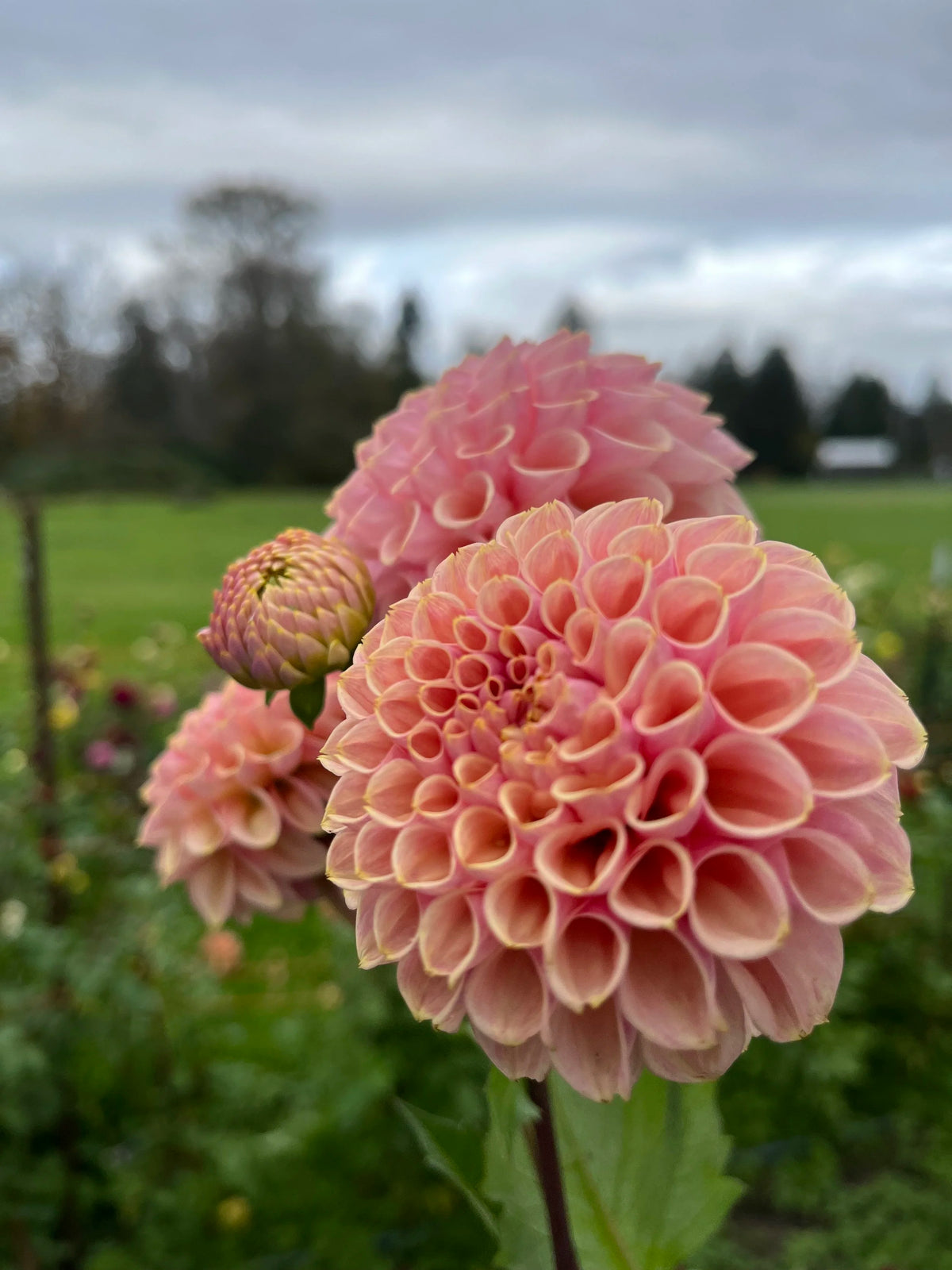 Bracken Rose dahlia tuber