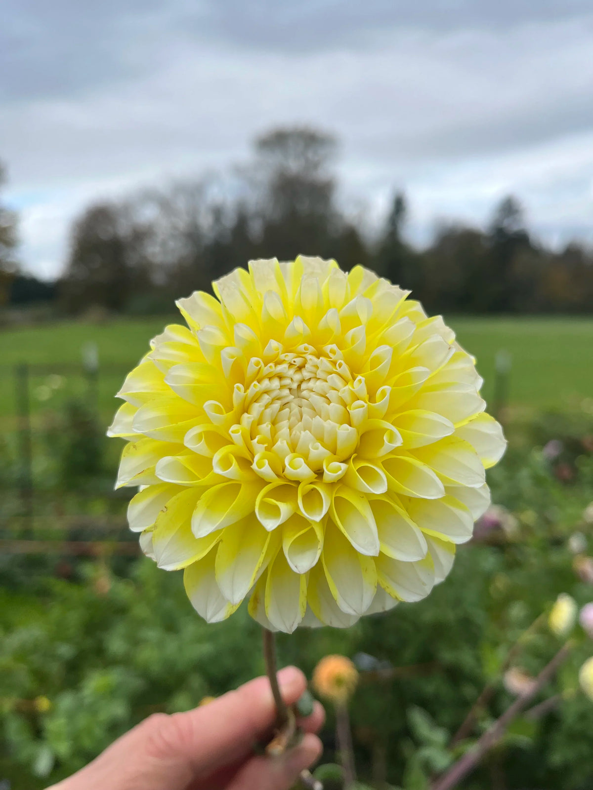 Ova Jo dahlia tuber