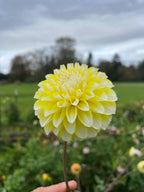 Ova Jo dahlia bloom, alternate view