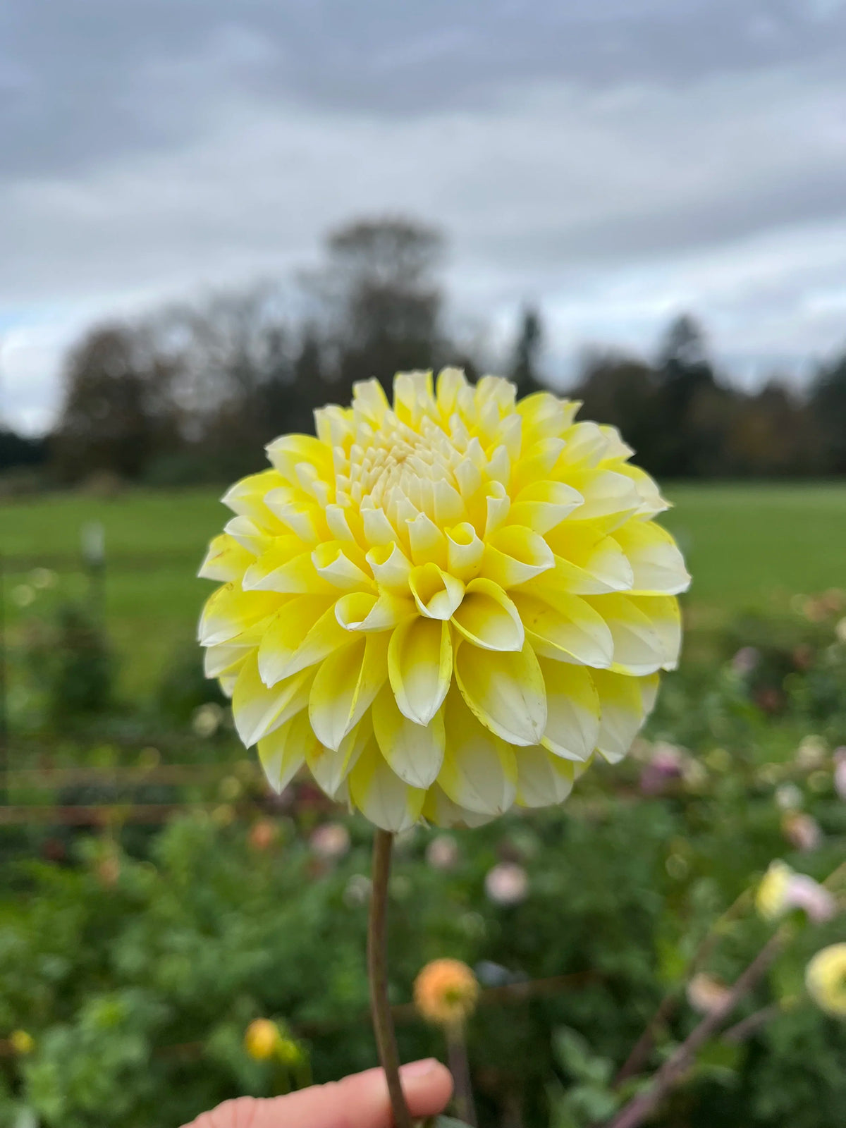 Ova Jo dahlia bloom, alternate view