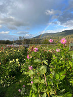 Mother's Day on the Farm at Bellingham Flower Farm, additional photo