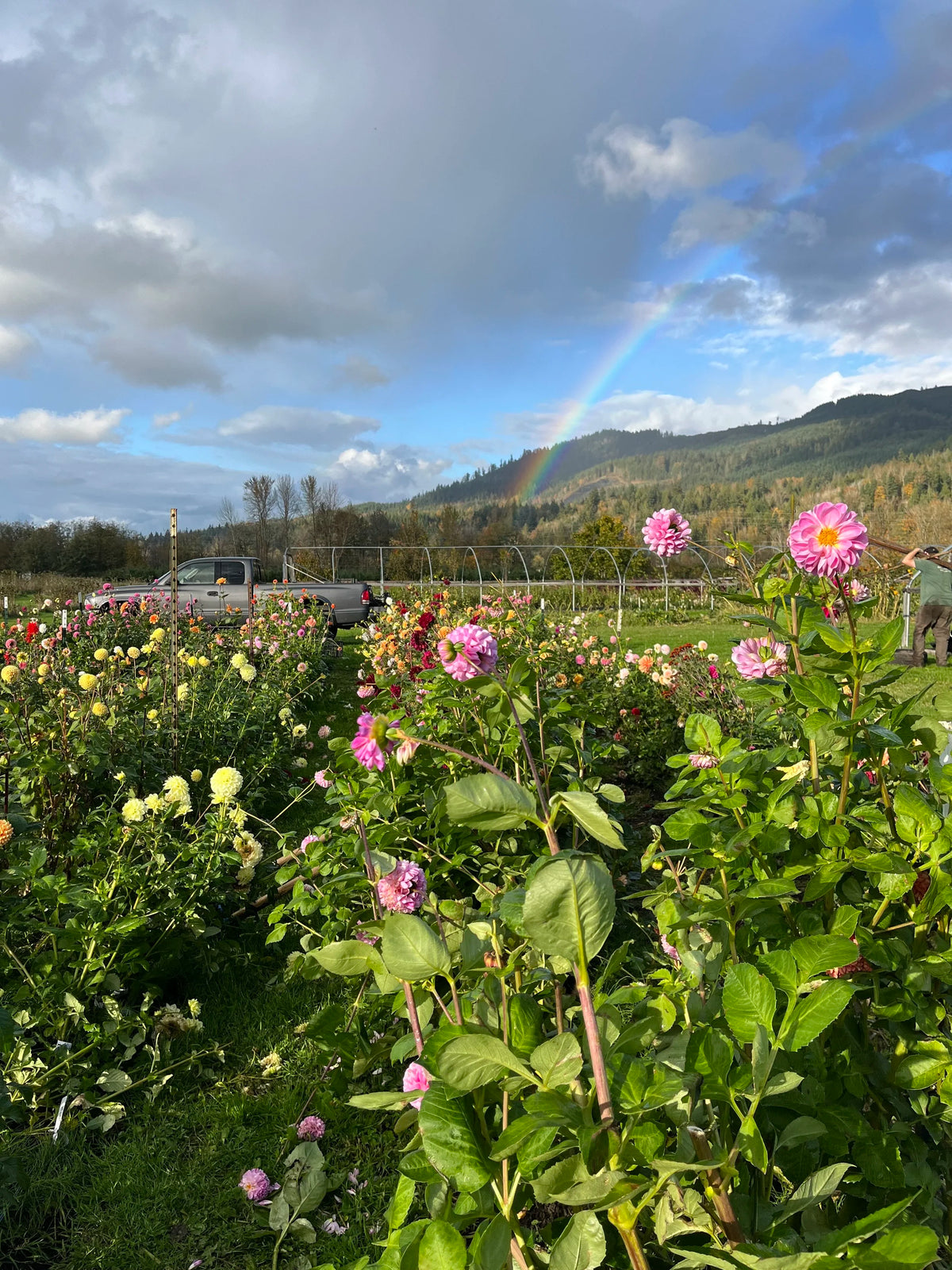 Mother's Day on the Farm at Bellingham Flower Farm, additional photo
