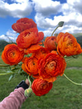 Ranunculus Clementine, Bellingham Flower Farm