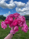 Ranunculus Rosa Chiaro, Bellingham Flower Farm