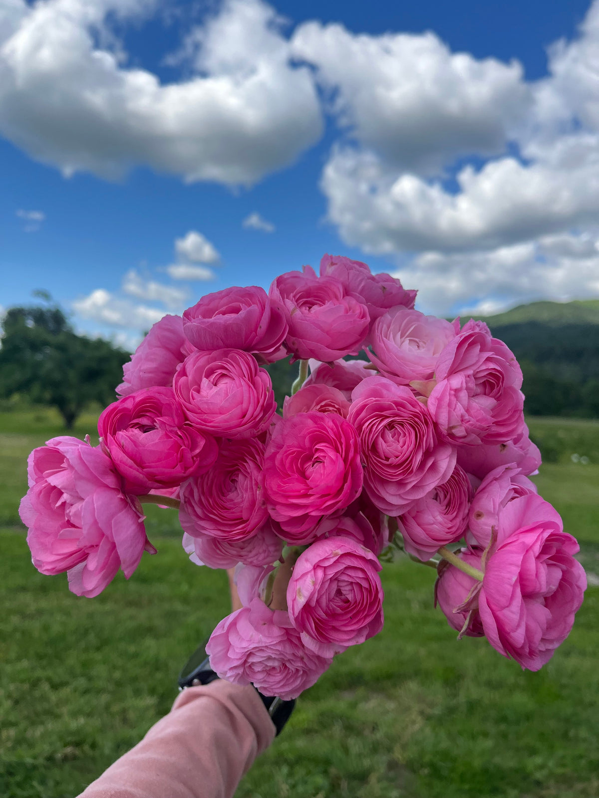 Ranunculus Rosa Chiaro, Bellingham Flower Farm