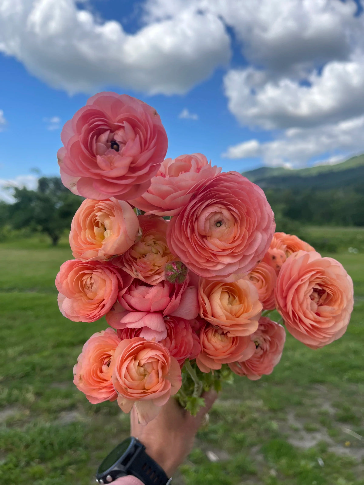 Ranunculus Pastello Peach, Bellingham Flower Farm